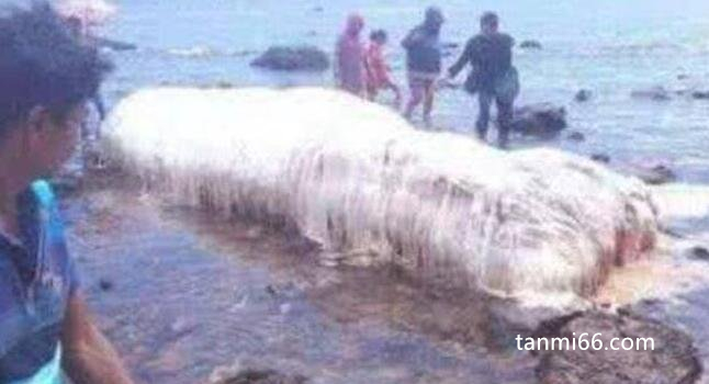 1922南非海怪事件，巨大白色毛发怪物其实就是鲸鱼尸体