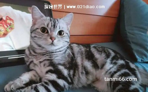 虎斑猫多少钱一只，1500到5000元左右(性价比非常高)