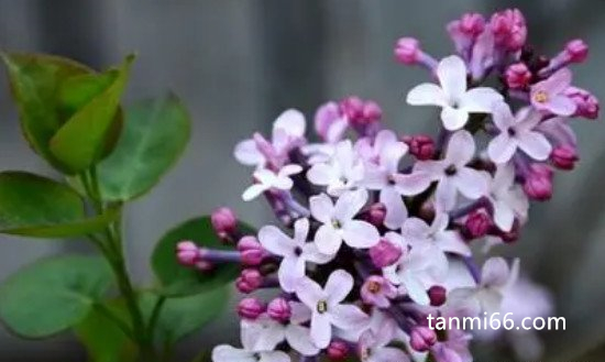 丁香花是什么颜色的，白色/紫色/黄色/紫红/蓝紫(白色紫色居多)