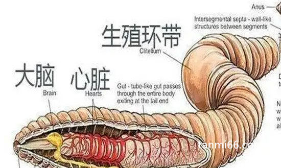 世界上谁的心脏最多，蚯蚓有五个心脏(章鱼也有三个心脏)