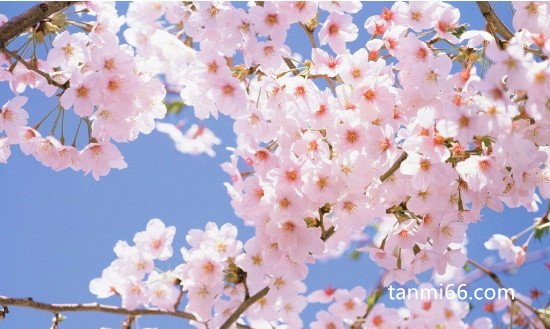 日本国花是什么花，樱花和菊花都是日本的国花