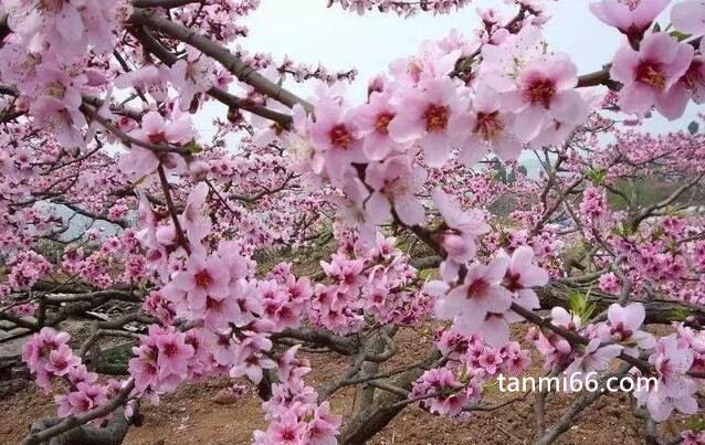 关于桃花最出名的诗句古诗，人面桃花相映红(意境美妙)