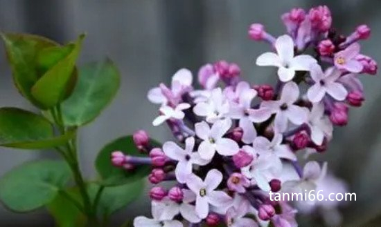 丁香花是什么颜色的，以白色和紫色为主(拥有千年栽培历史)