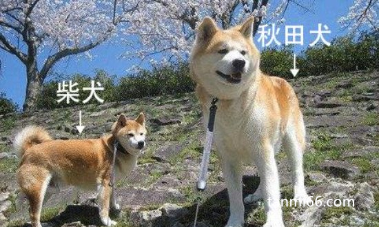 柴犬和秋田犬的区别有哪些？4个方面来分析轻松辨别(附带图片)