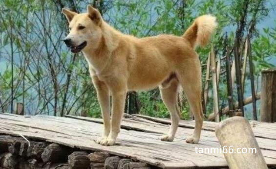 狗咬我10天后没死我没打针，说明狗不会传染狂犬病(10日观察法)