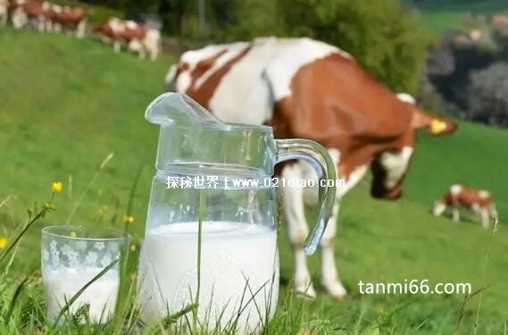 生牛乳是什么意思，刚挤出来的新鲜牛奶(营养最丰富不含添加剂)