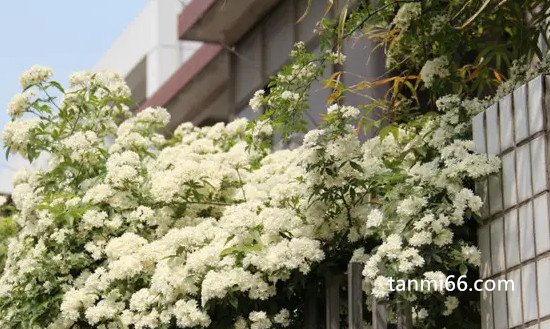 木香花为什么不能种，可以种而且很适合家庭种植(但不要种室内)