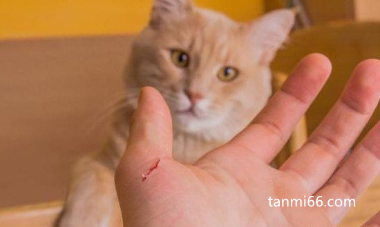 被猫咬千万不要打狂犬疫苗，猫感染狂犬病几率很小(打了更保险)