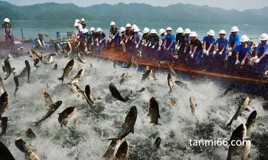 日本北海道渔场形成的原因是什么，寒暖流交汇造成