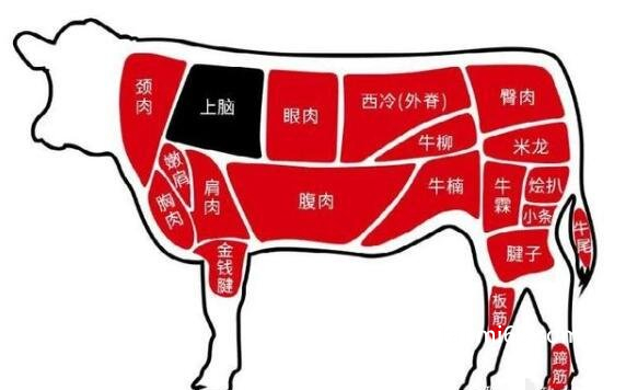 牛上脑是哪个部位，牛后颈部位的肉(附牛各部位肉图解)