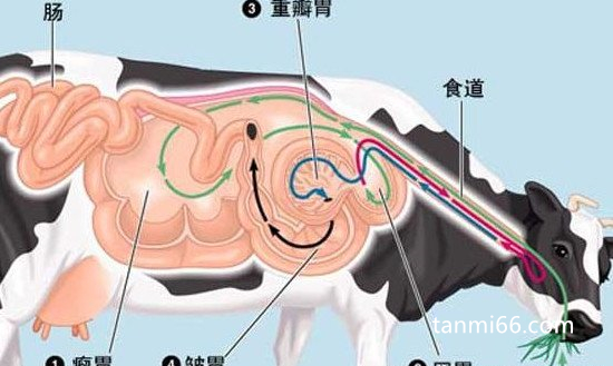 牛有几个胃分别是什么，都有什么作用(4个胃/毛肚是吃货最爱)