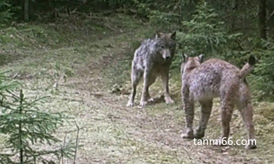 猞猁为什么杀狼，保护自己的后代(狼喜欢捕食猞猁幼崽)