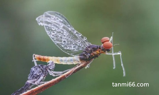蜉蝣是什么动物，最原始的有翅昆虫(寿命只有几个小时)