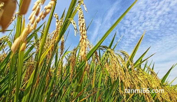 五谷是哪五谷分别是什么，稻黍稷麦菽(中国传统五种谷物)