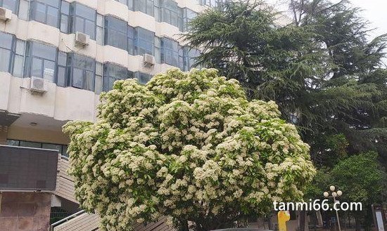 石楠花为什么叫最污花，因其花香特殊像男子的精液一样