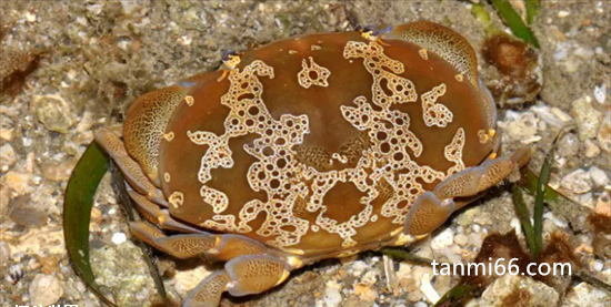 世界上最危险的螃蟹，花纹爱洁蟹可导致瞬间死亡