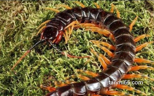 世界十大巨型蜈蚣排名,加拉帕格斯巨人蜈蚣排名第一(62厘米)