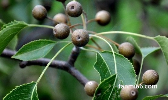 世界上最小的梨，豆梨(直径只有一厘米大小)