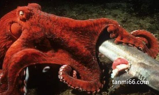 北太平洋巨型章鱼有多大，是世界最大的章鱼(重达544斤)