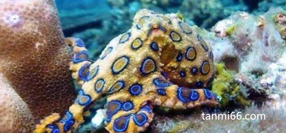 蓝环章鱼的毒性有多强，光是触碰到它所在的海水就会直接中毒