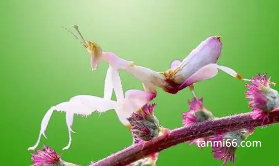 世界上最会伪装的螳螂，兰花螳螂(将自己伪装成花朵捕食昆虫)
