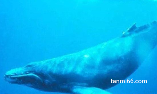 世界上最大的动物，重达190吨的蓝鲸(身体长度达到了33米)