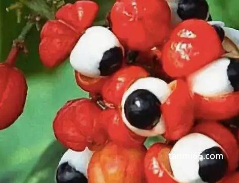 世界上最吓人的水果，五种让人害怕的水果(阿奇果有强烈毒性)