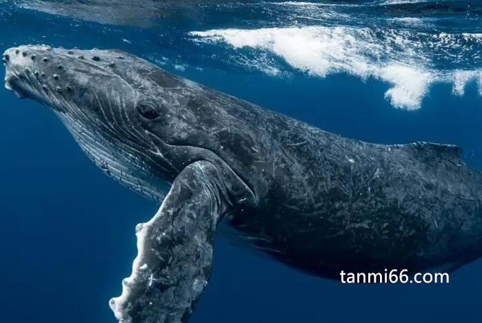 4种世界上最恐怖的鲸鱼，蓝鲸/梅尔维尔鲸/长野鲸/抹香鲸