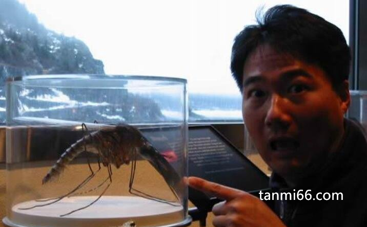 世界上最大的蚊子是什么，是普通蚊子的10倍(好在不吸人血)