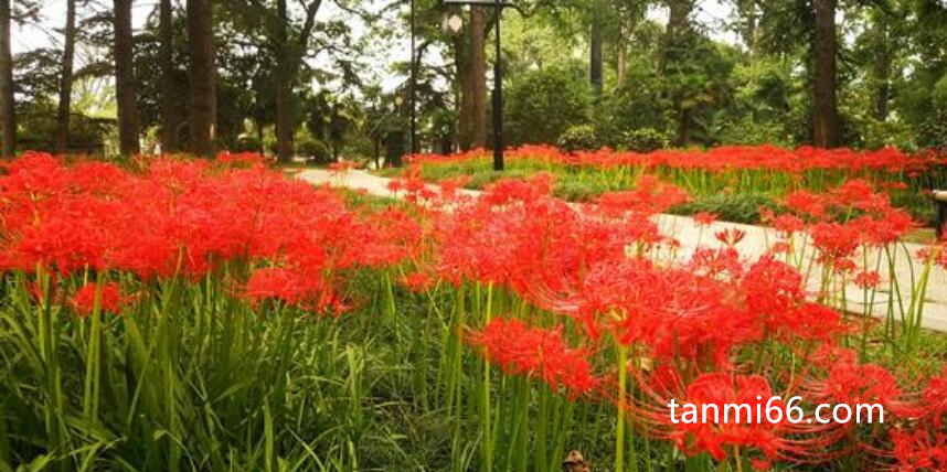 世界上最毒的花十大排行，曼珠沙华最毒(代表死亡)