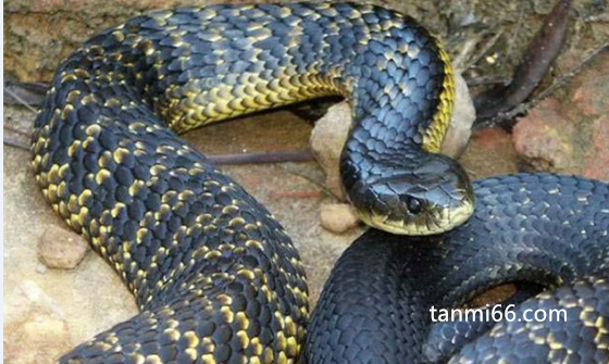 世界十大毒蛇，3毫克毒液就可以让一个成年人丧命