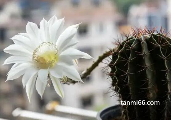 仙人球开花是什么兆头，人生即将转运(仙人球开花难度大)