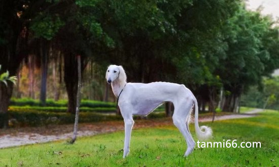 哮天犬是哪个品种的狗，是白色短毛细犬并不是黑色的(附图片)