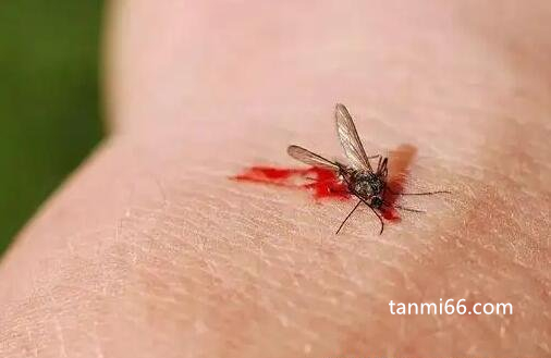 杀了一只蚊子犯法吗，不会违法(3招教你快速灭蚊)