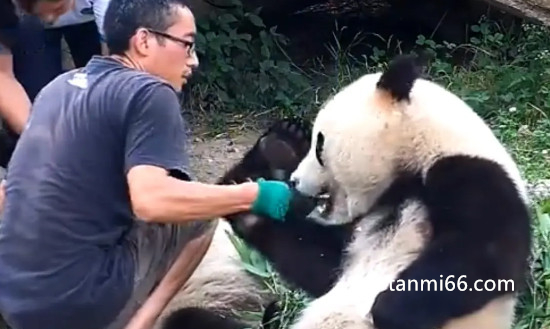 大熊猫吃人图片，假的(大熊猫不会吃人图片都是P的)