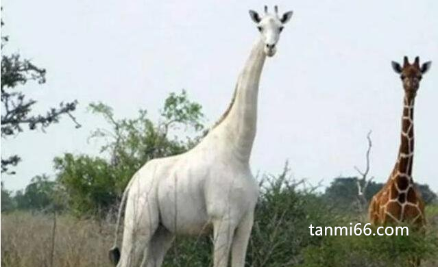 全球最后一只白色长颈鹿，被装上追踪器(母亲和弟弟被猎杀)