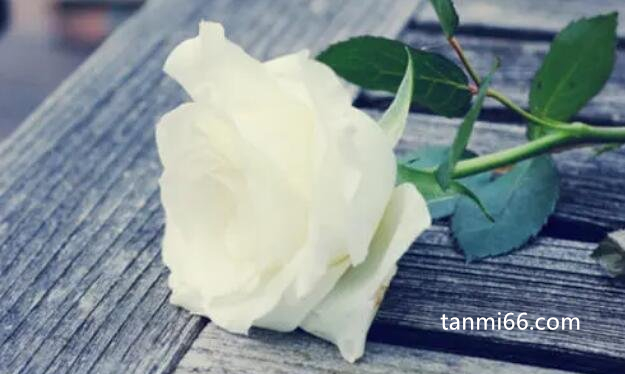 白玫瑰不能随便送人，花语代表着爱情(只能送给自己的情侣)
