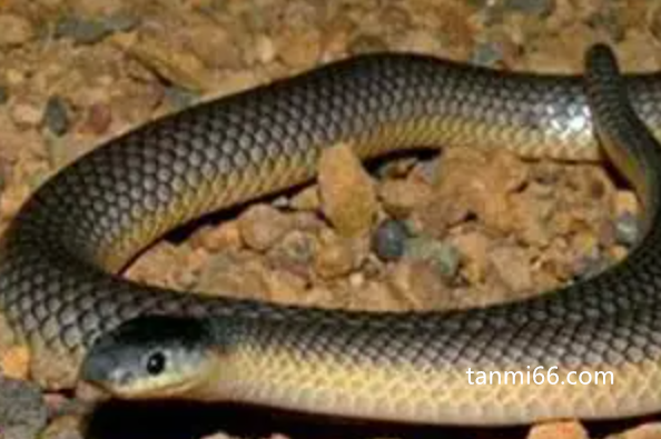 世界第一毒蛇排名，贝尔彻海蛇毒性最强(生活在海底的一种毒蛇)