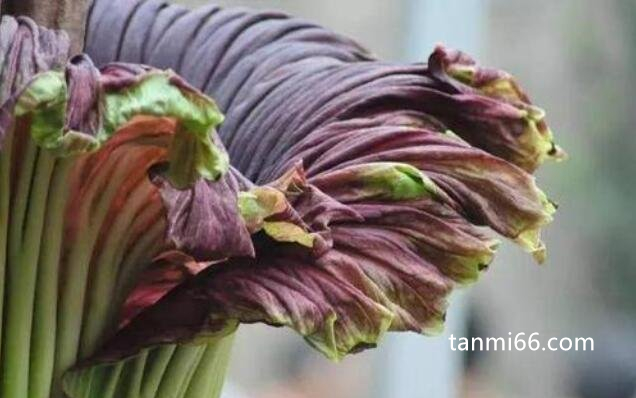 鬼吹灯尸香魔芋花真的存在吗，真实存在(7年才开一次花)