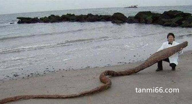 神秘生物巨型大海蛇长18米，被称为斯特龙塞怪兽