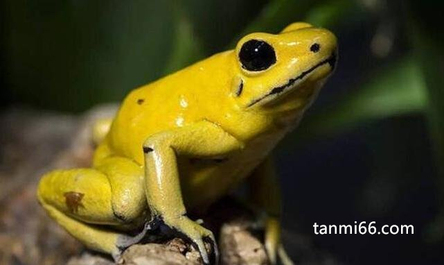 黄金箭毒蛙毒性有多强，三分钟毒死十个成年人(毒性最强的蛙类)