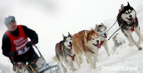 雪橇三傻是那三种狗，哈士奇/阿拉斯加/萨摩耶(又傻又可爱)