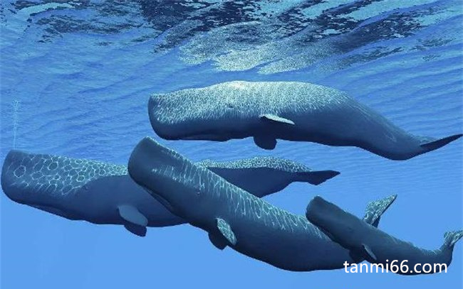  一种海洋中大型鲸鱼，抹香鲸 (抹香鲸是体型最大的一种深海中的齿鲸)