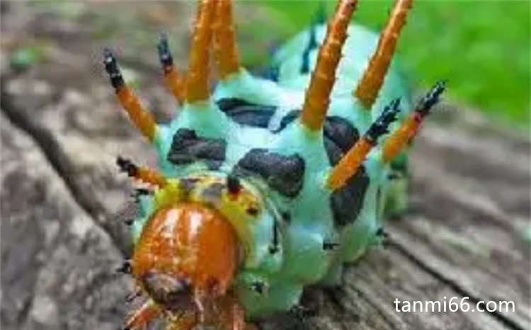  山核桃角鬼子是一种什么科在生物，是蛾科生物像是毛毛虫