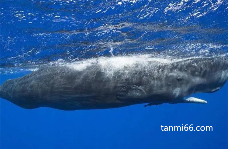  抹香鲸生活在深海区域，被称为潜水冠军(500-2200米)