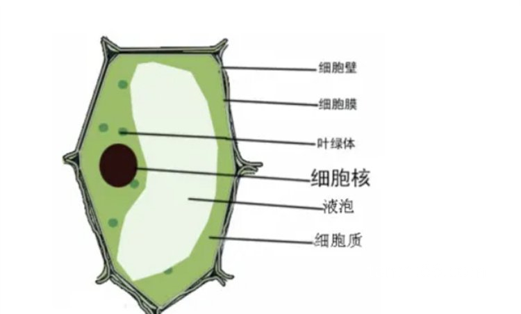  单个细胞体怎样长成为整株植物，单个细胞可以直接变成植物胚胎细胞灵活性强