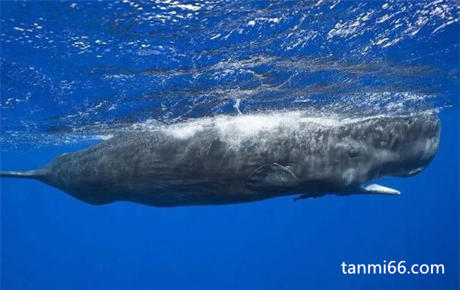 最大的齿鲸抹香鲸有天敌吗，没有 (抹香鲸体长可达18米，体重达50吨)