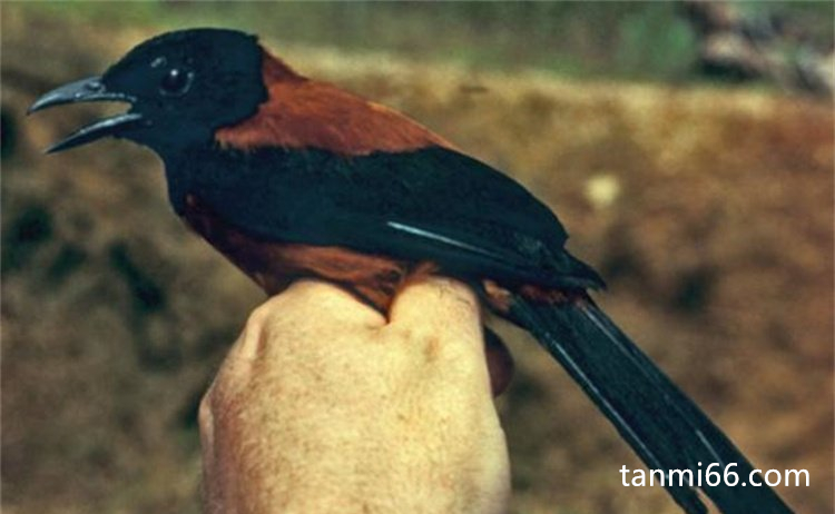 世界上最顶级的十大毒鸟，黑头林鵙鹟毒性强有剧毒